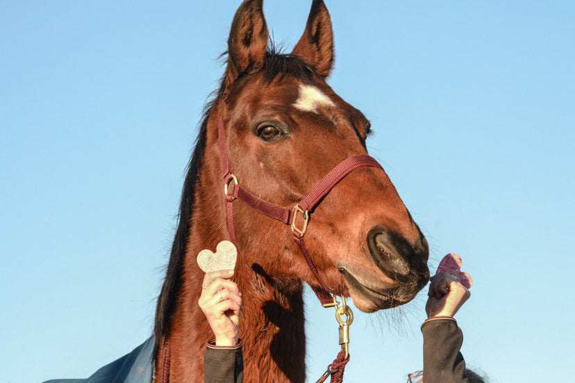 Friandises sans sucre pour chevaux : avantages et options